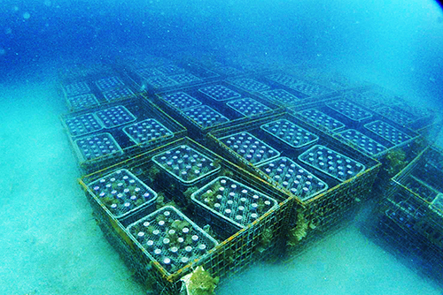 海底熟成ワイン海底設置